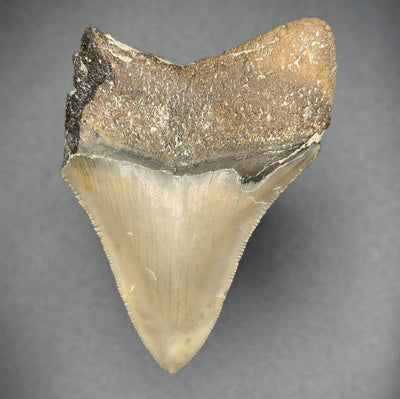 Fraglodon Shark Tooth | (Central Florida)