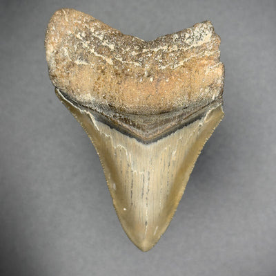 Fraglodon Shark Tooth | (Central Florida)