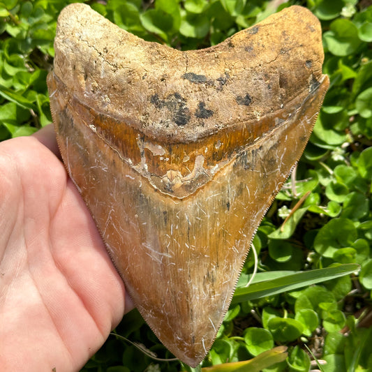 MASSIVE Megalodon Shark Tooth (5+ Inches)