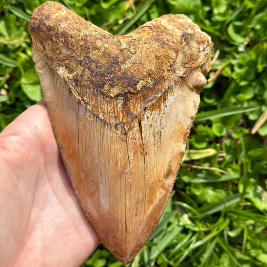 MASSIVE Pathological Megalodon Shark Tooth