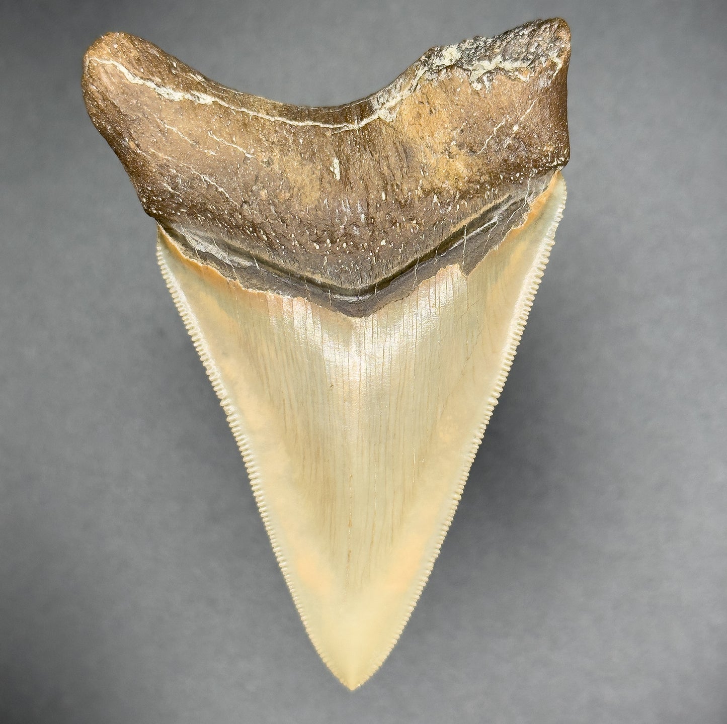 RARE Megalodon Shark Tooth 3 5/16 Inches | (Central Florida)