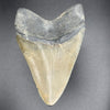 Megalodon Shark Tooth 3 7/16 Inches | (Central Florida)