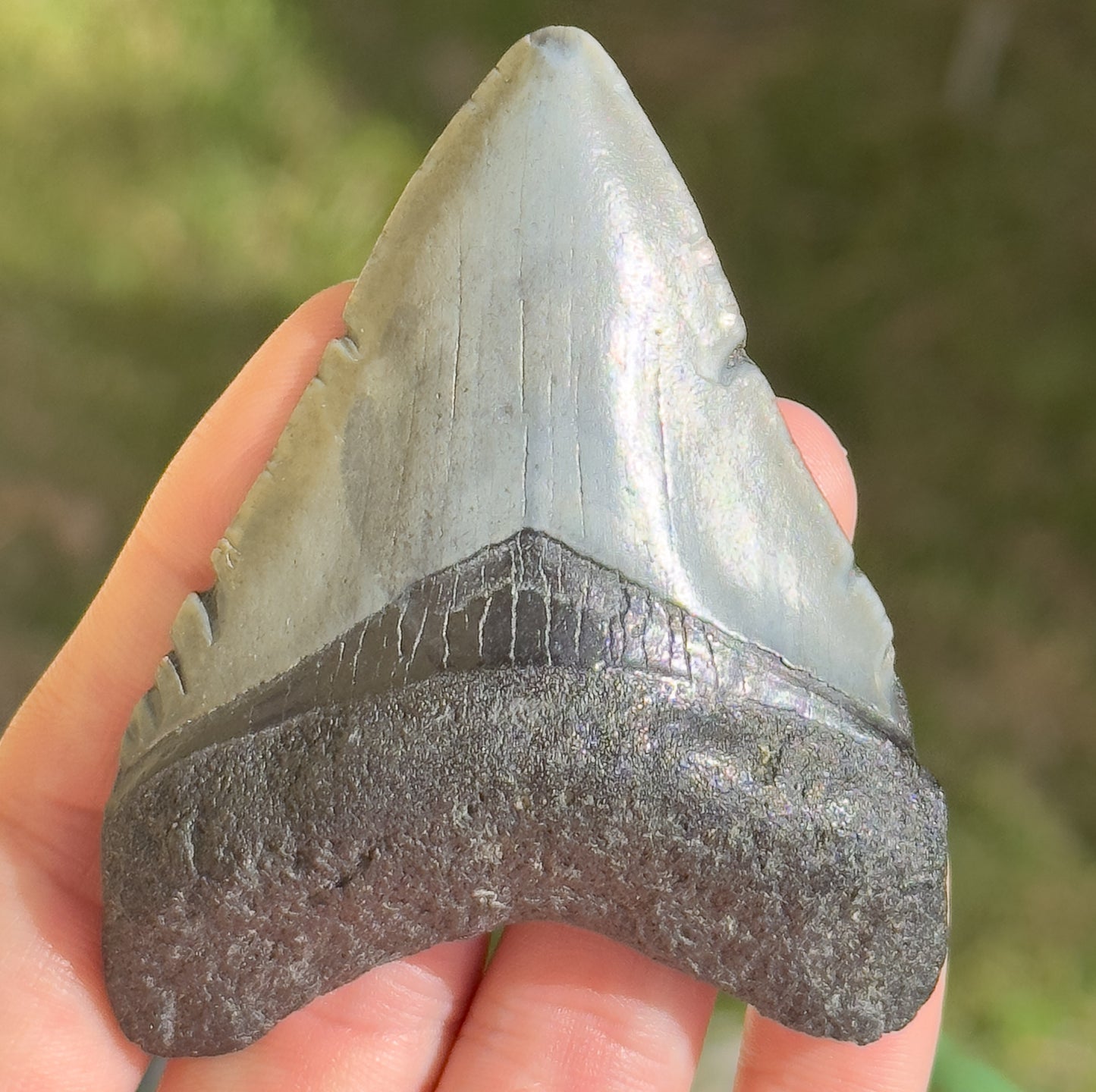RARE Megalodon Shark Tooth | 3 1/8 Inch | (Central Florida)