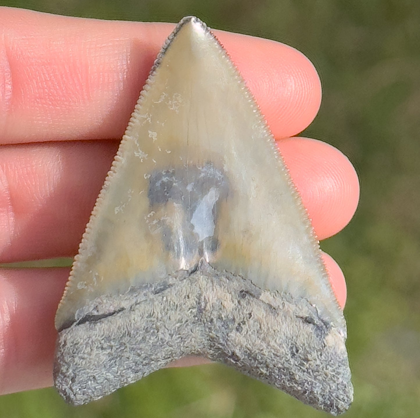 Megalodon Shark Tooth | 2 3/16 Inche | (Central Florida)