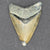 Megalodon Shark Tooth | 2 3/16 Inche | (Central Florida)