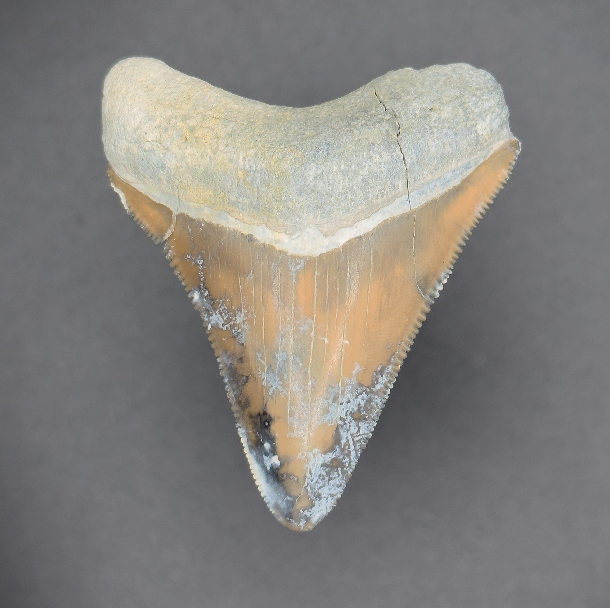 RARE Megalodon Shark Tooth | (Central Florida)
