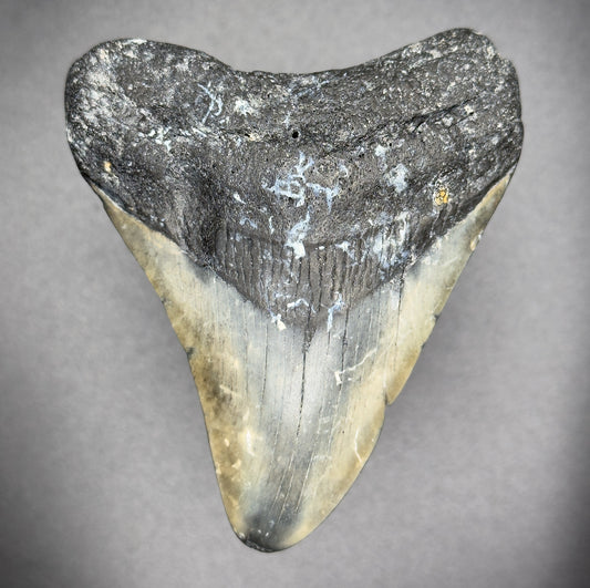 Megalodon Shark Tooth | (Central Florida)