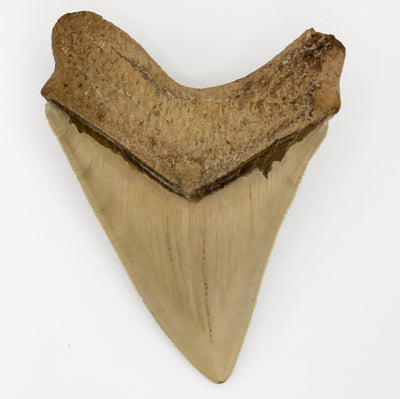 5+ Inch Megalodon Shark Tooth | (Central Florida)
