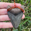 Megalodon Shark Teeth Necklaces | (Extremely Rare Florida Colors)