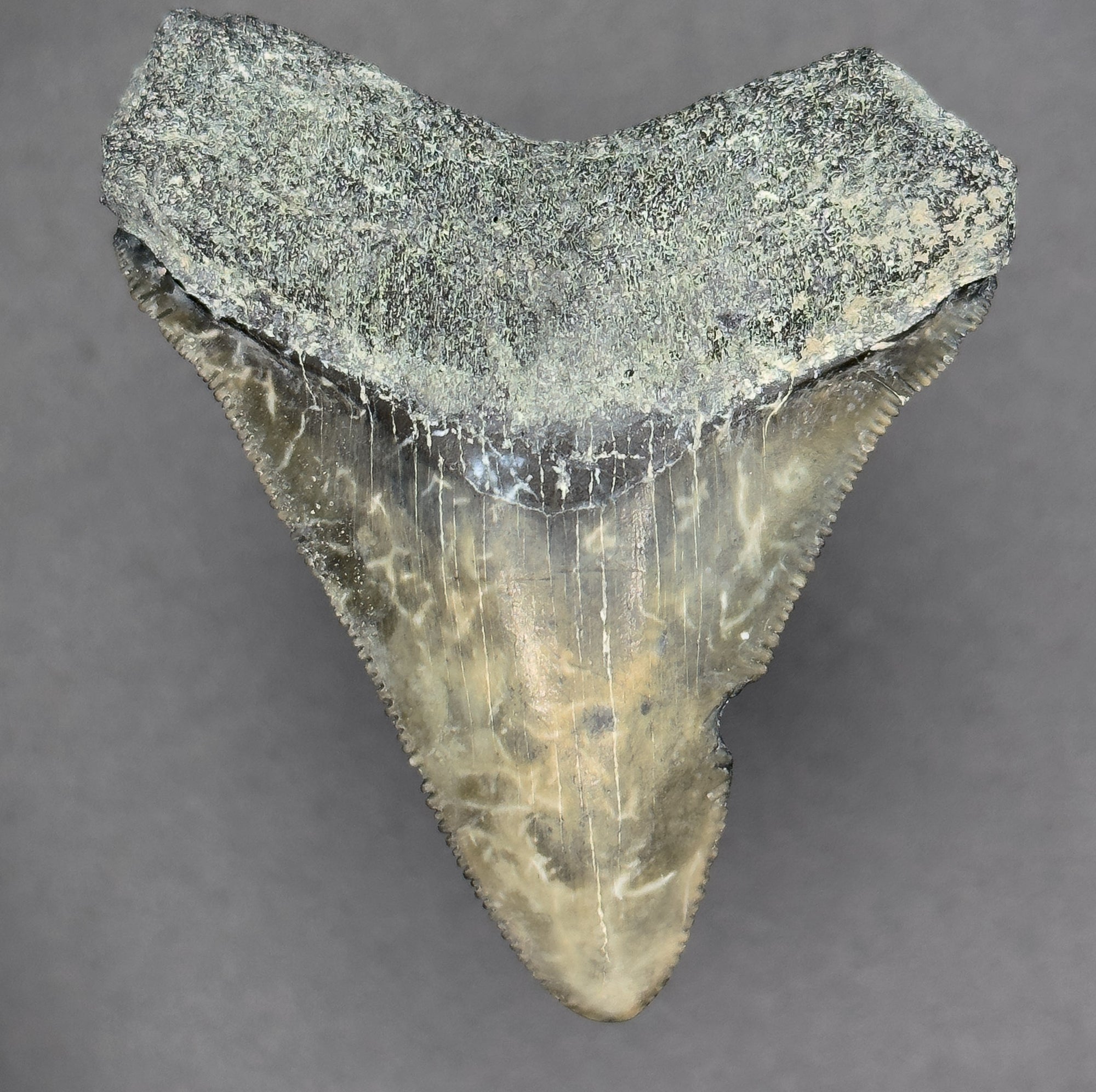 Megalodon Shark Tooth | (Central Florida)