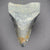 Megalodon Shark Tooth 3 Inch | (Central Florida)