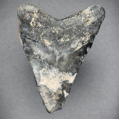 Megalodon Shark Tooth 3 inch | (Central Florida)