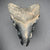 Megalodon Shark Tooth 3 inch | (Central Florida)