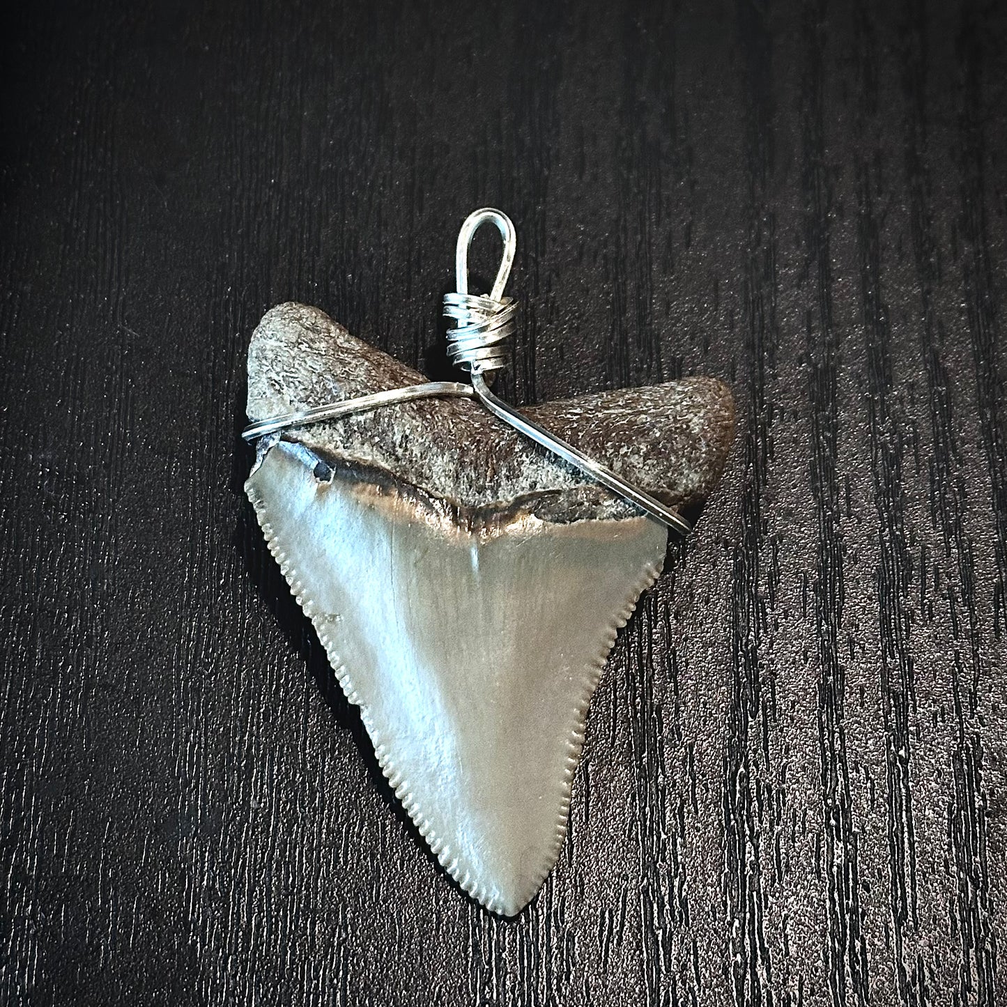 Megalodon Shark Tooth Necklace | (Extremely Rare Florida Colors)