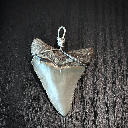 Megalodon Shark Tooth Necklace | (Extremely Rare Florida Colors)