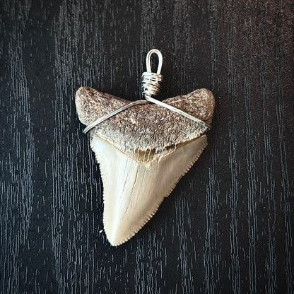 Megalodon Shark Tooth Necklace | (Extremely Rare Florida Colors)