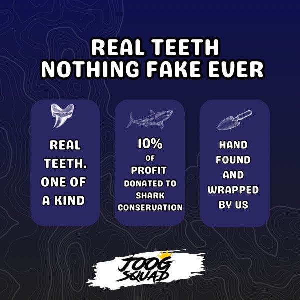 Megalodon Shark Tooth Necklace | (Extremely Rare Florida Colors)