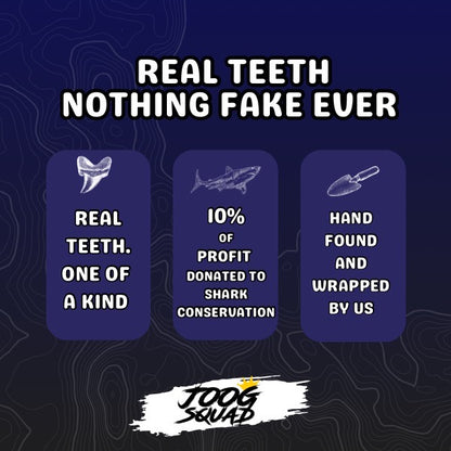 Megalodon Shark Tooth Necklace | (Extremely Rare Florida Colors)