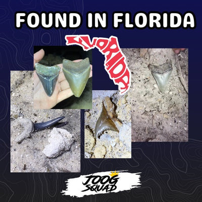 Bone Valley Megalodon Shark Tooth  | (Central Florida)