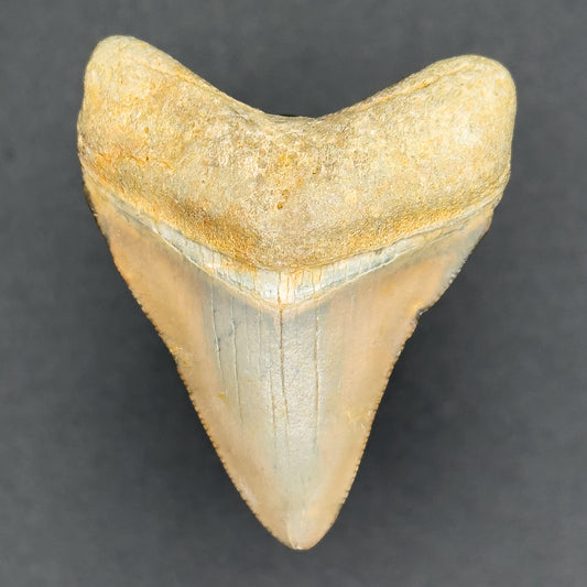 Megalodon Shark Fossil | (Central Florida)
