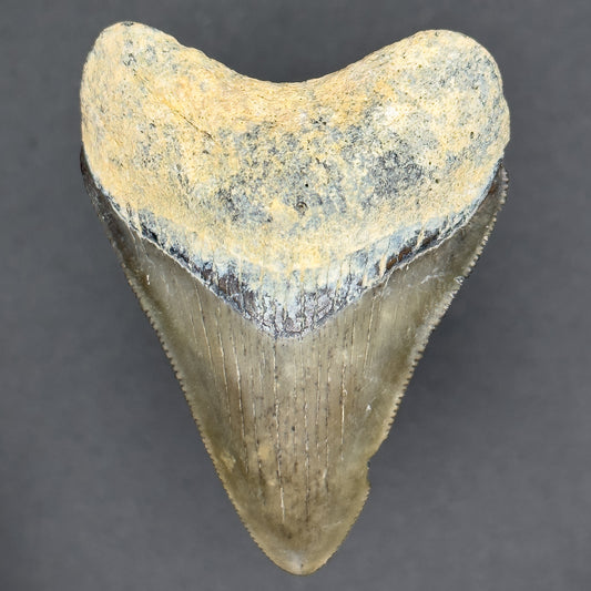 Megalodon Shark Tooth | (Central Florida)