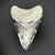 Megalodon Shark Tooth | (Central Florida)
