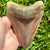 A+ Grade Megalodon Shark Tooth | (4+ Inch)