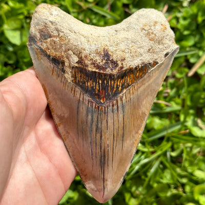 Incredible Megalodon Shark Tooth | 5 Inches