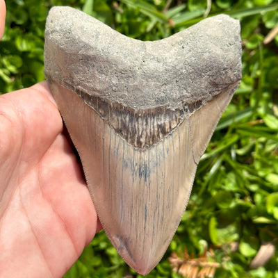 MASSIVE Megalodon Shark Tooth | (5 Inch)