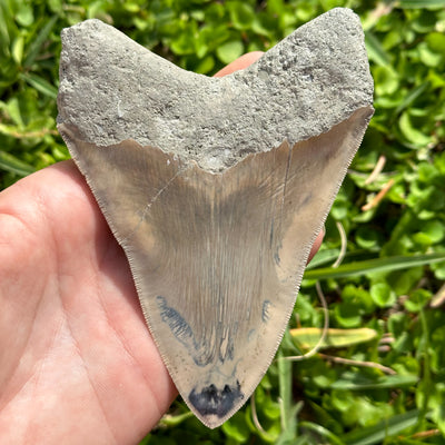 MASSIVE Megalodon Shark Tooth | (5 Inch)