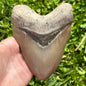 Massive 5+ inch Megalodon Shark Tooth | (Central Florida)