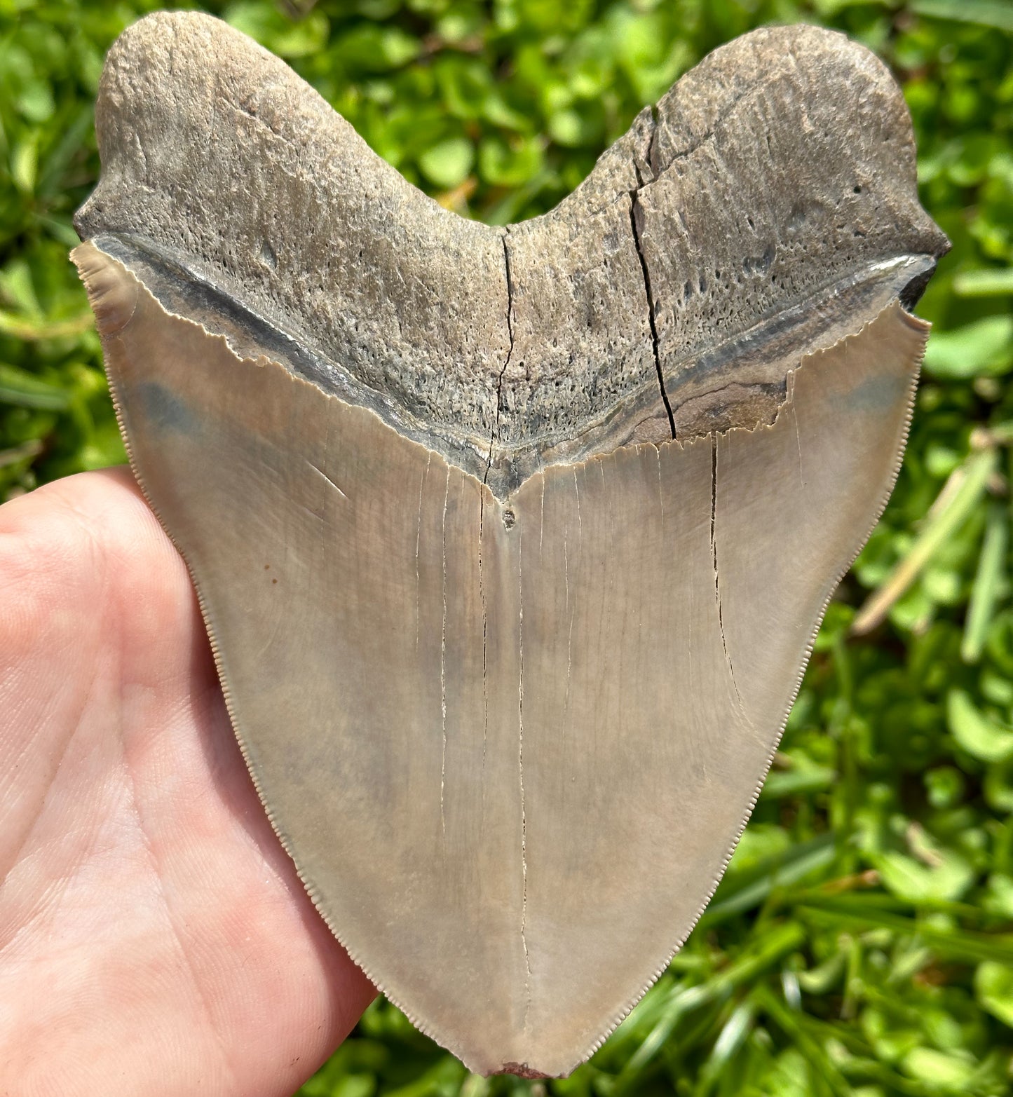 Massive 5+ inch Megalodon Shark Tooth | (Central Florida)