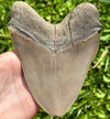 RARE Megalodon Shark Tooth | (Central Florida)