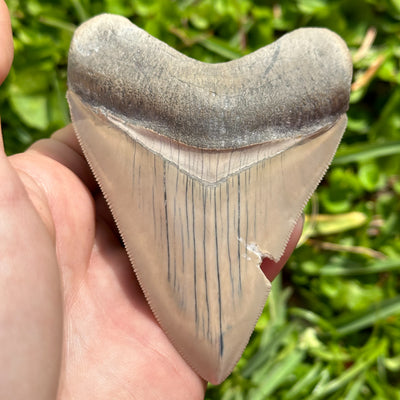 Megalodon Shark Tooth | (3+ Inch)