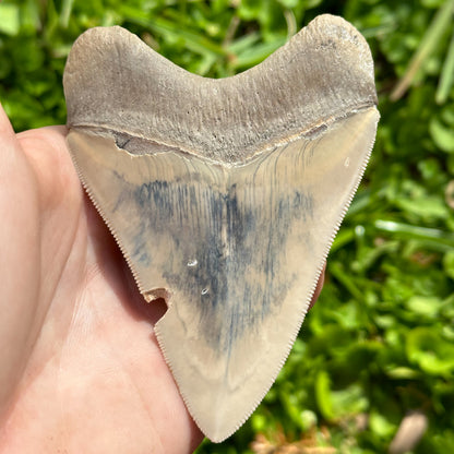 Megalodon Shark Tooth | (3+ Inch)
