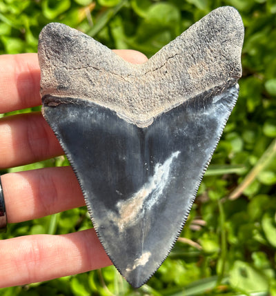Bone Valley Megalodon Shark Tooth  | (Central Florida)
