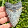 Megalodon Shark Tooth | (3+ Inch)