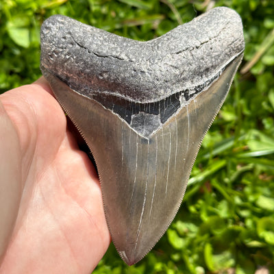 Megalodon Shark Tooth | (4+ Inch)