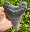 Megalodon Shark Tooth | (4+ Inch)