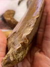 MASSIVE Megalodon Shark Tooth