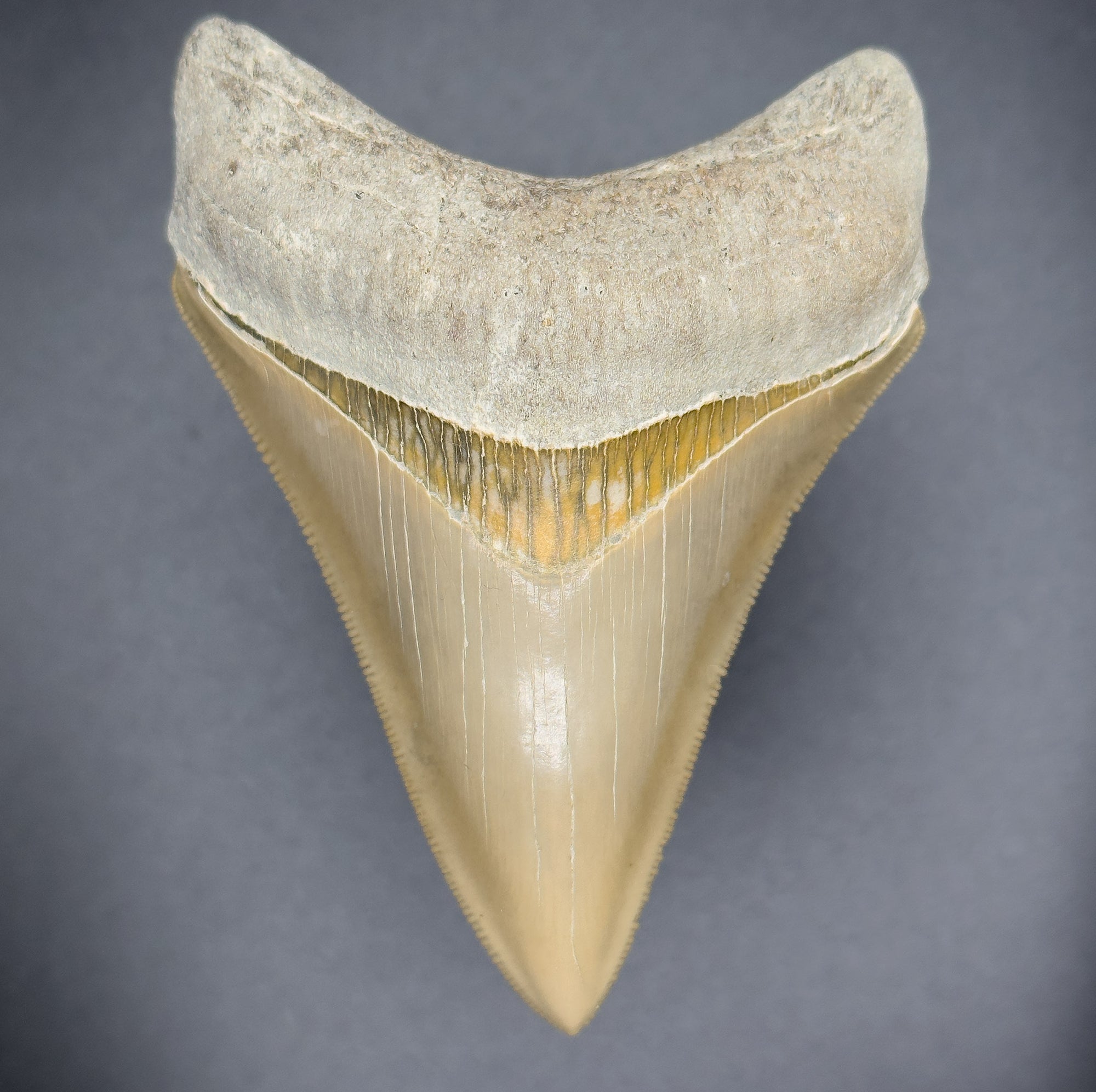 SMOKER Megalodon Shark Tooth | (Ultra Rare Central Florida)