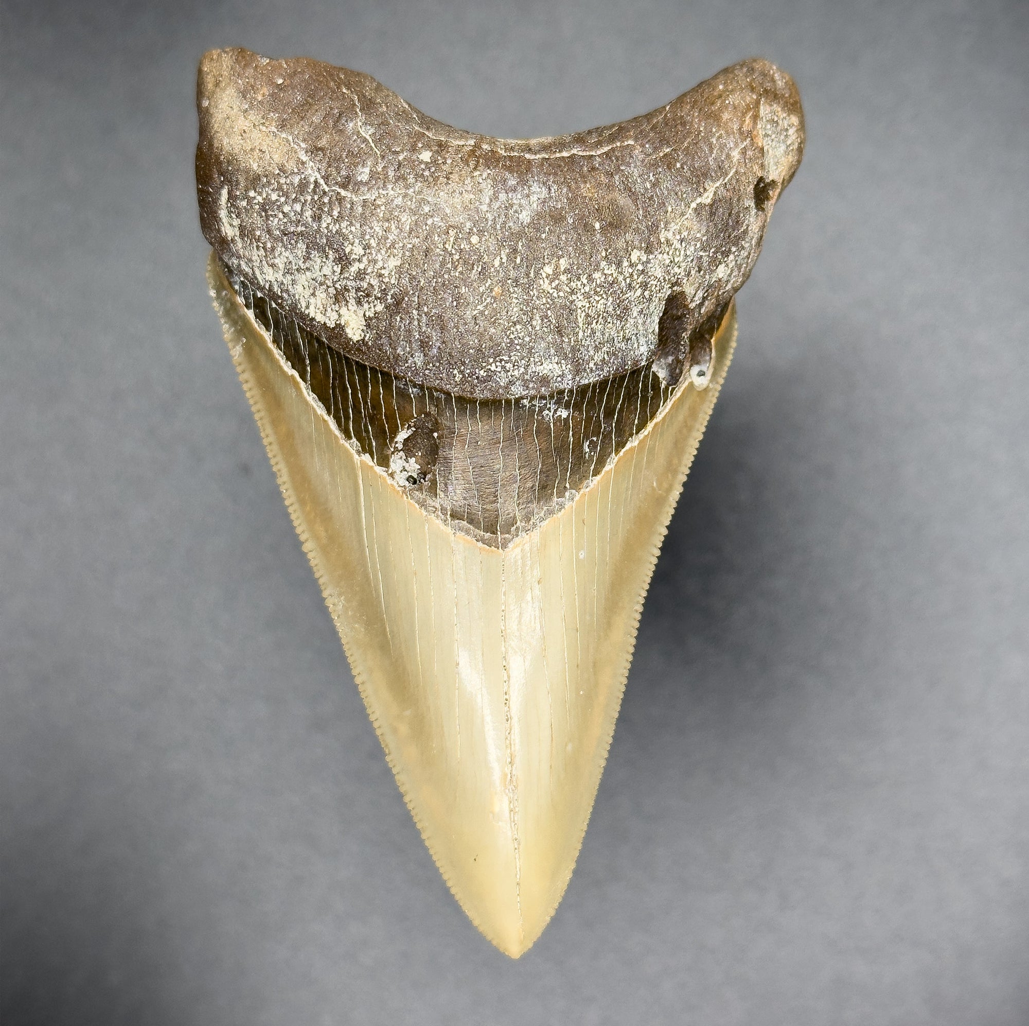 RARE Megalodon Shark Tooth 3 5/16 Inches | (Central Florida)