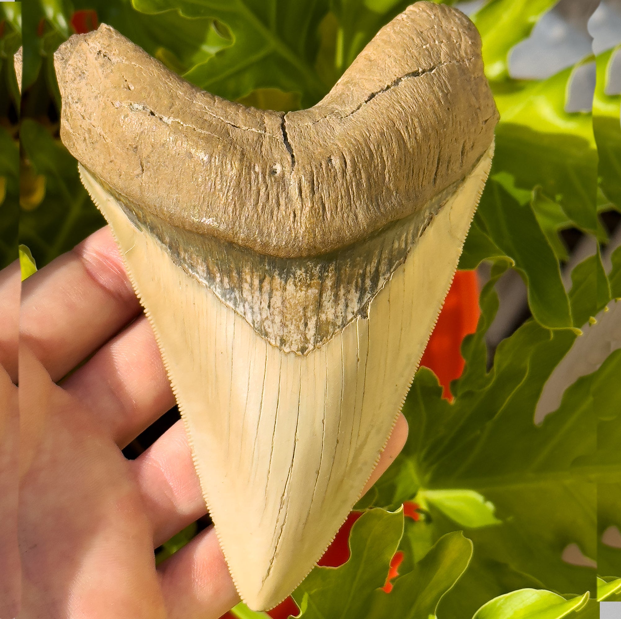 5+ Inch Megalodon Shark Tooth | (Central Florida)