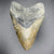 Megalodon Shark Tooth 3 7/16 Inches | (Central Florida)