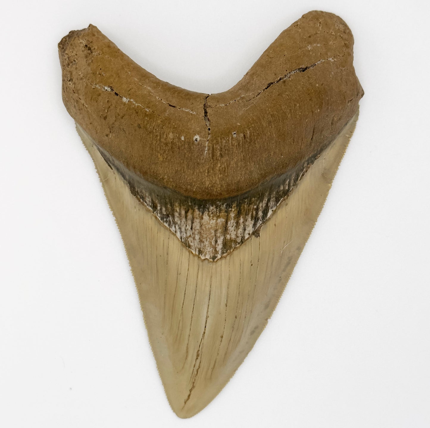 5+ Inch Megalodon Shark Tooth | (Central Florida)
