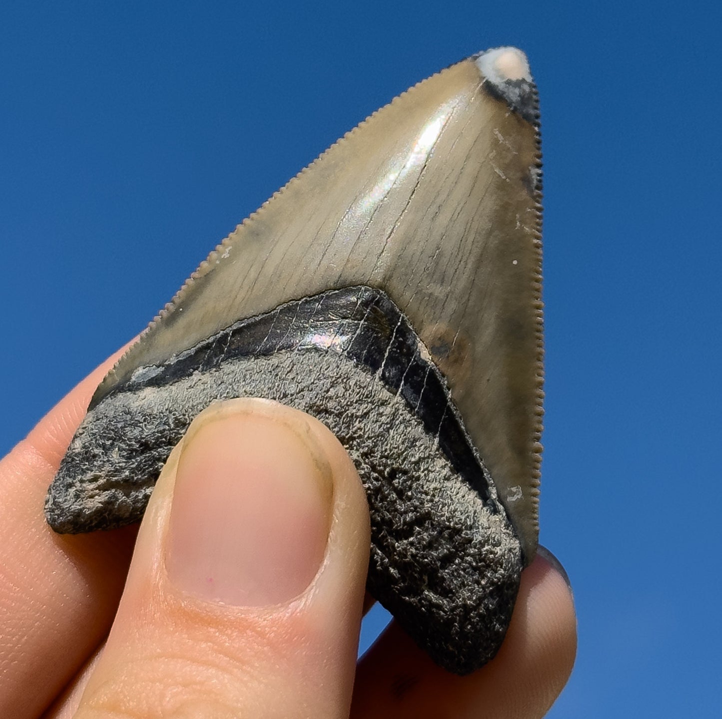 Megalodon Shark Tooth | 2 3/16 Inche | (Central Florida)