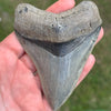Megalodon Shark Tooth | 3 7/8 Inch | (Central Florida)