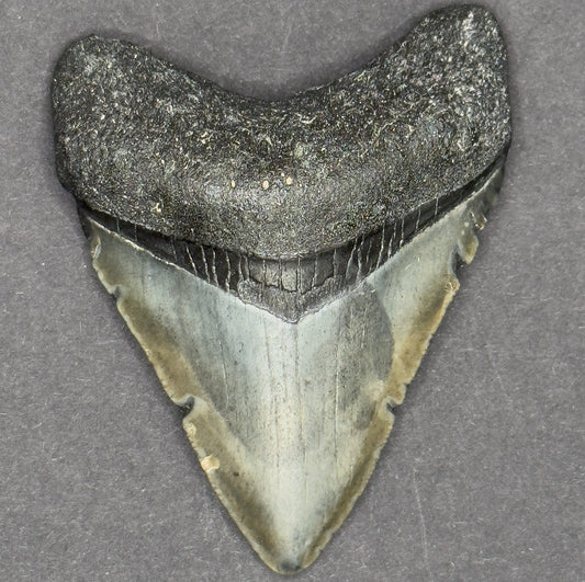 RARE Megalodon Shark Tooth | 3 1/8 Inch | (Central Florida)