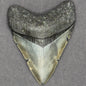 RARE Megalodon Shark Tooth | 3 1/8 Inch | (Central Florida)