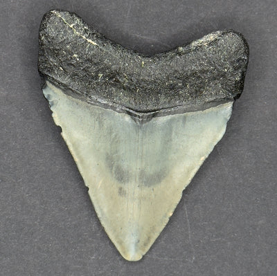RARE Megalodon Shark Tooth | 3 1/8 Inch | (Central Florida)